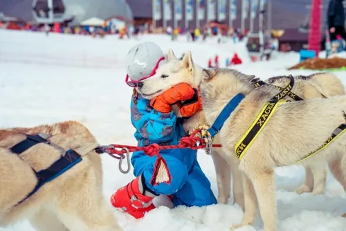 Хаски-центр